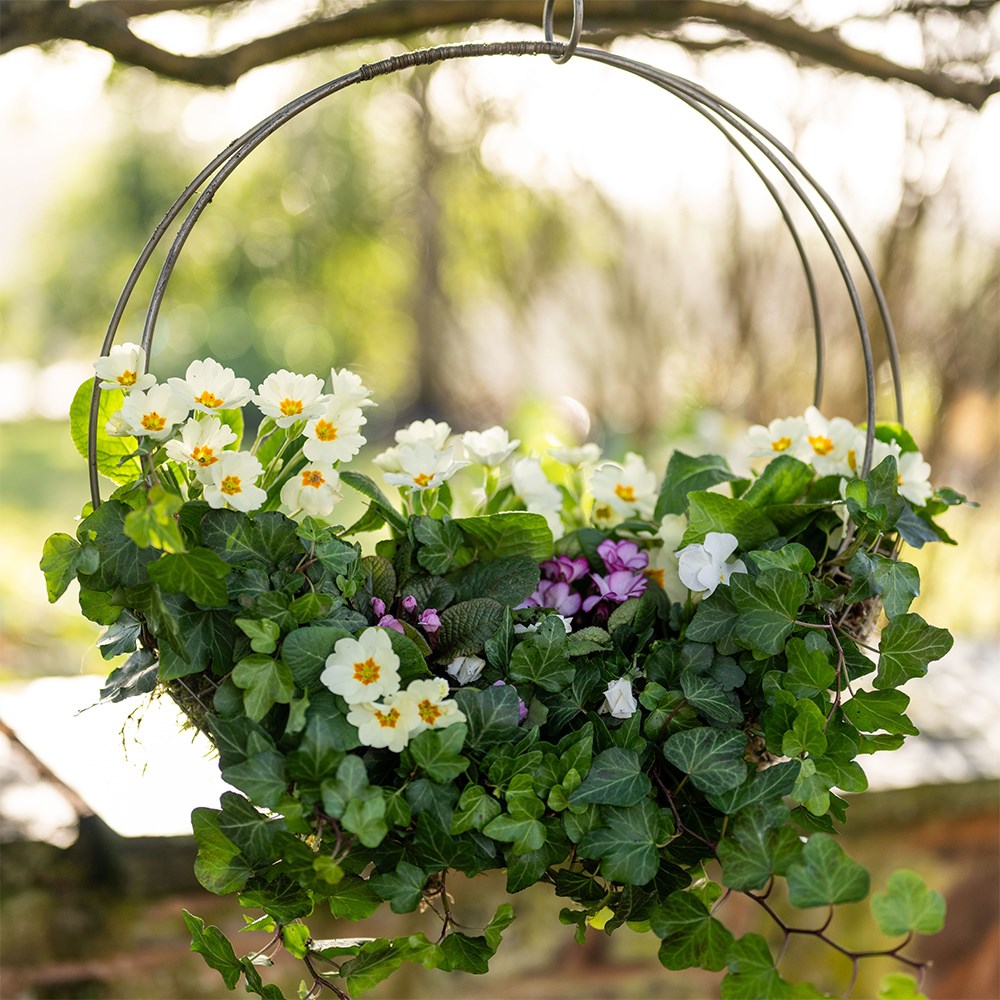 <i>Mothers day primula wreath kit</i> 