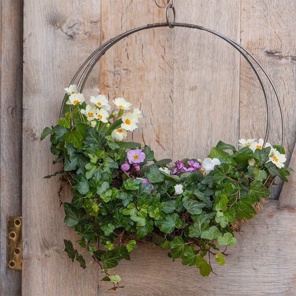 <i>Mothers day primula wreath kit</i> 