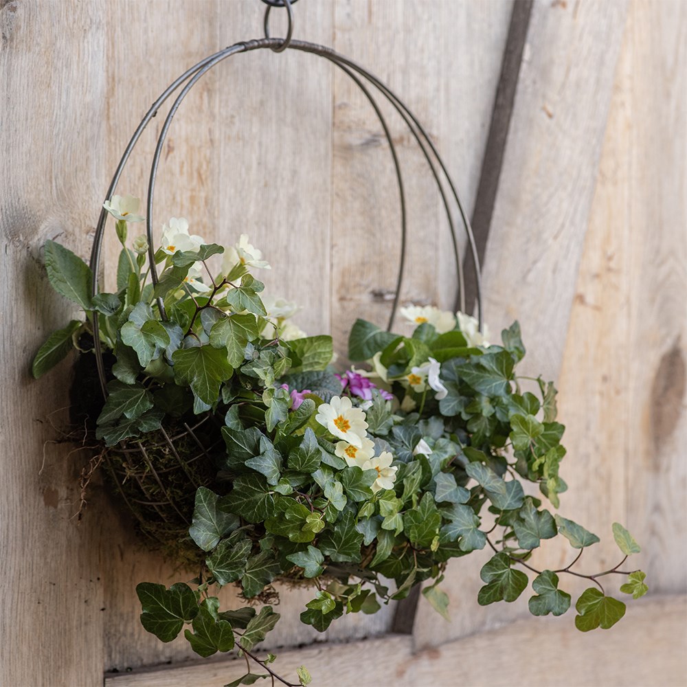 <i>Mothers day primula wreath kit</i> 