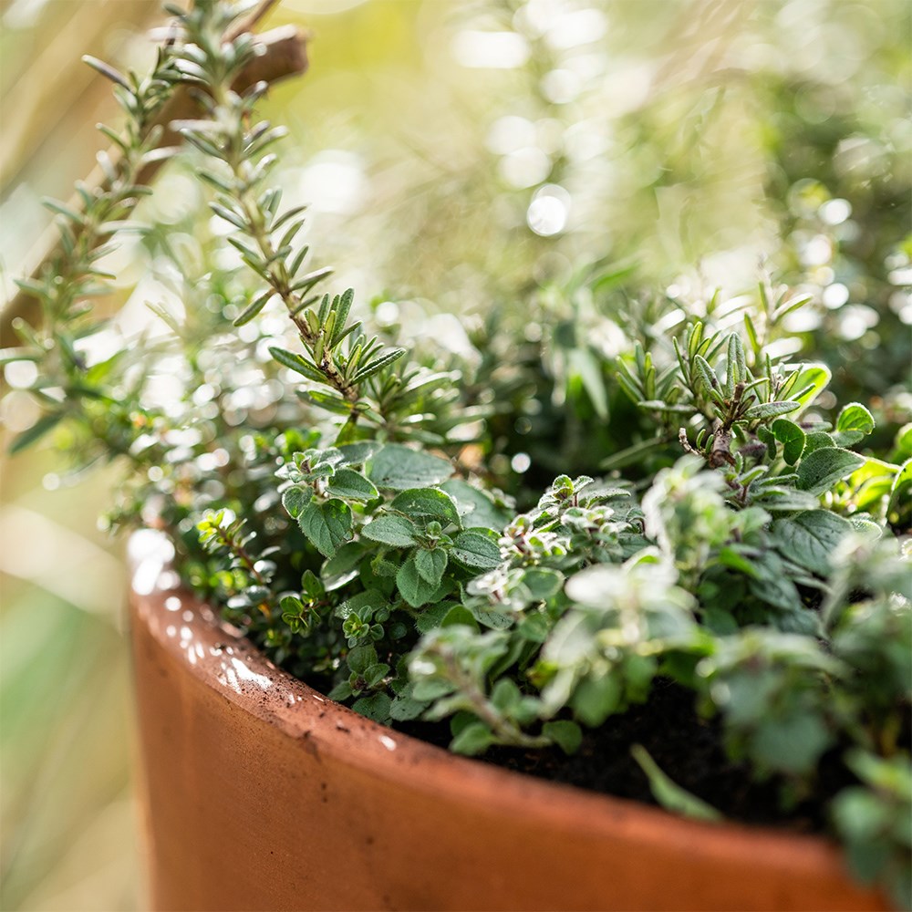 <i>Terracotta herb bowl kit </i> 