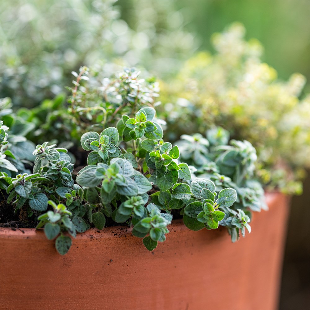 <i>Terracotta herb bowl kit </i> 
