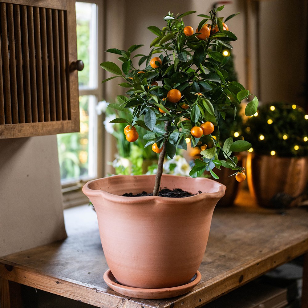 calamondin orange