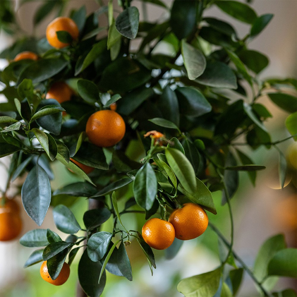 calamondin orange