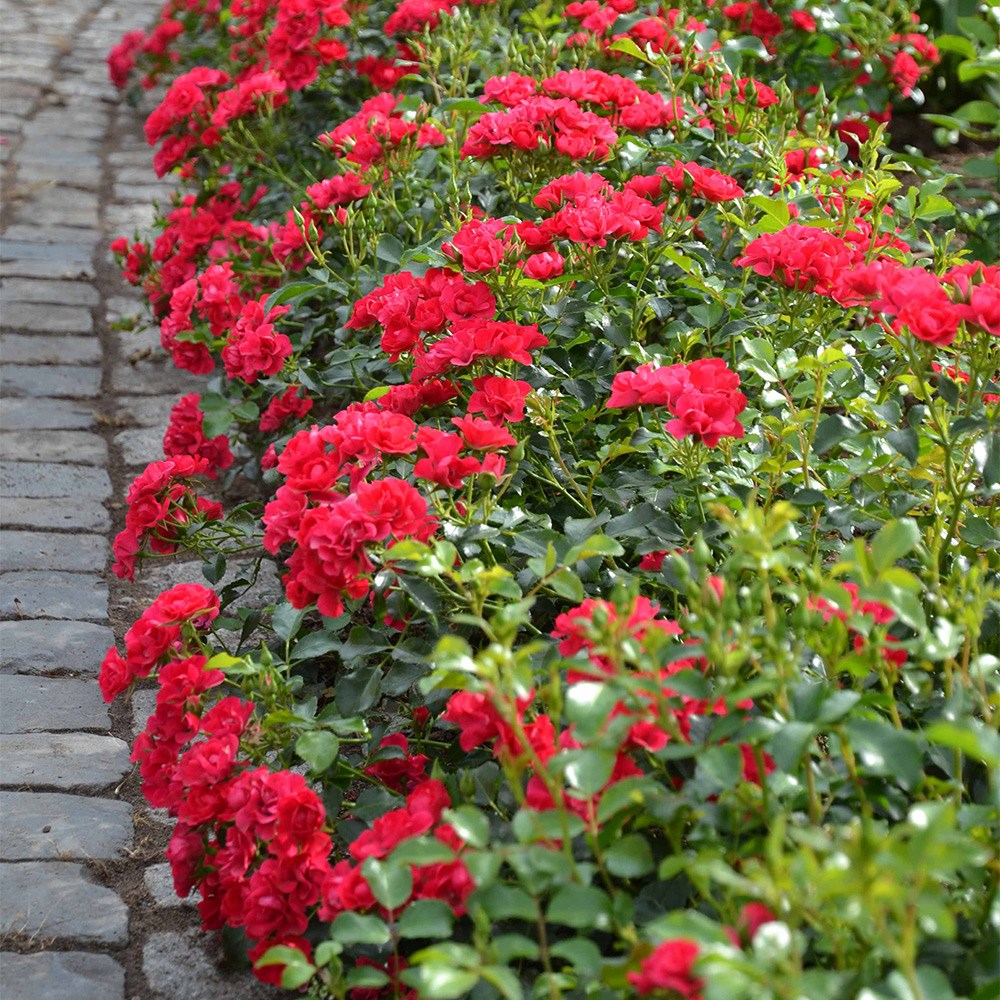 <i>Rosa</i> 'Flower Carpet Cherry'