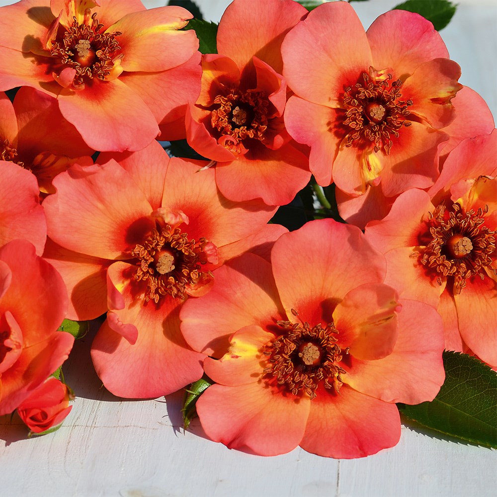 <i>Rosa</i> 'Flower Carpet Peach'