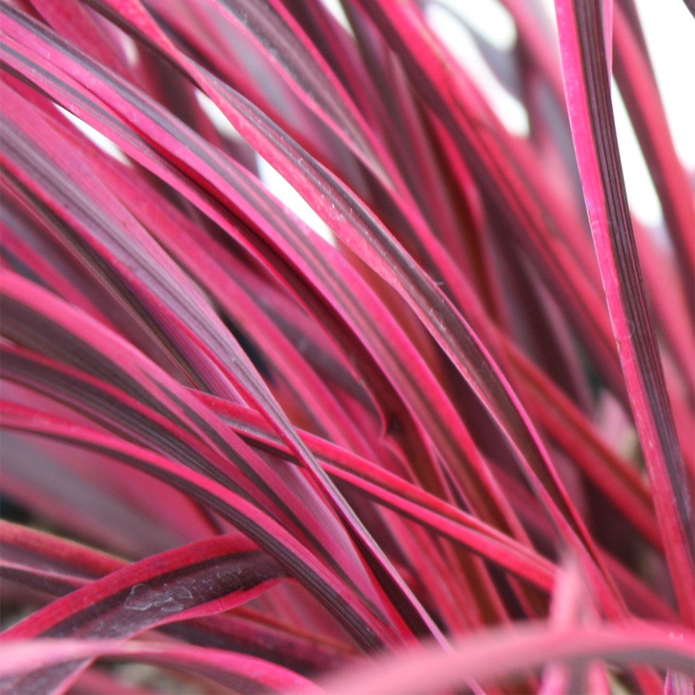 <i>Cordyline</i> 'Raspberry Festival' (PBR)