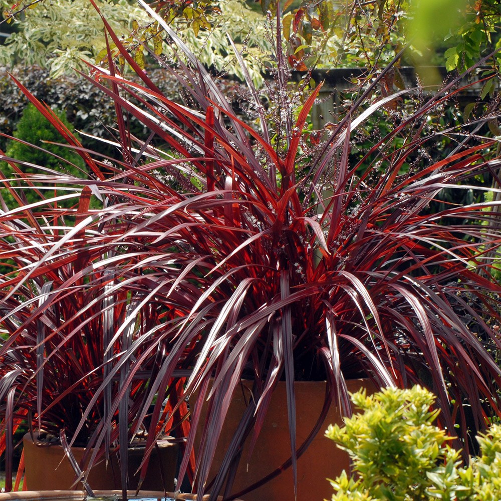<i>Cordyline</i> 'Burgundy Festival' (PBR)