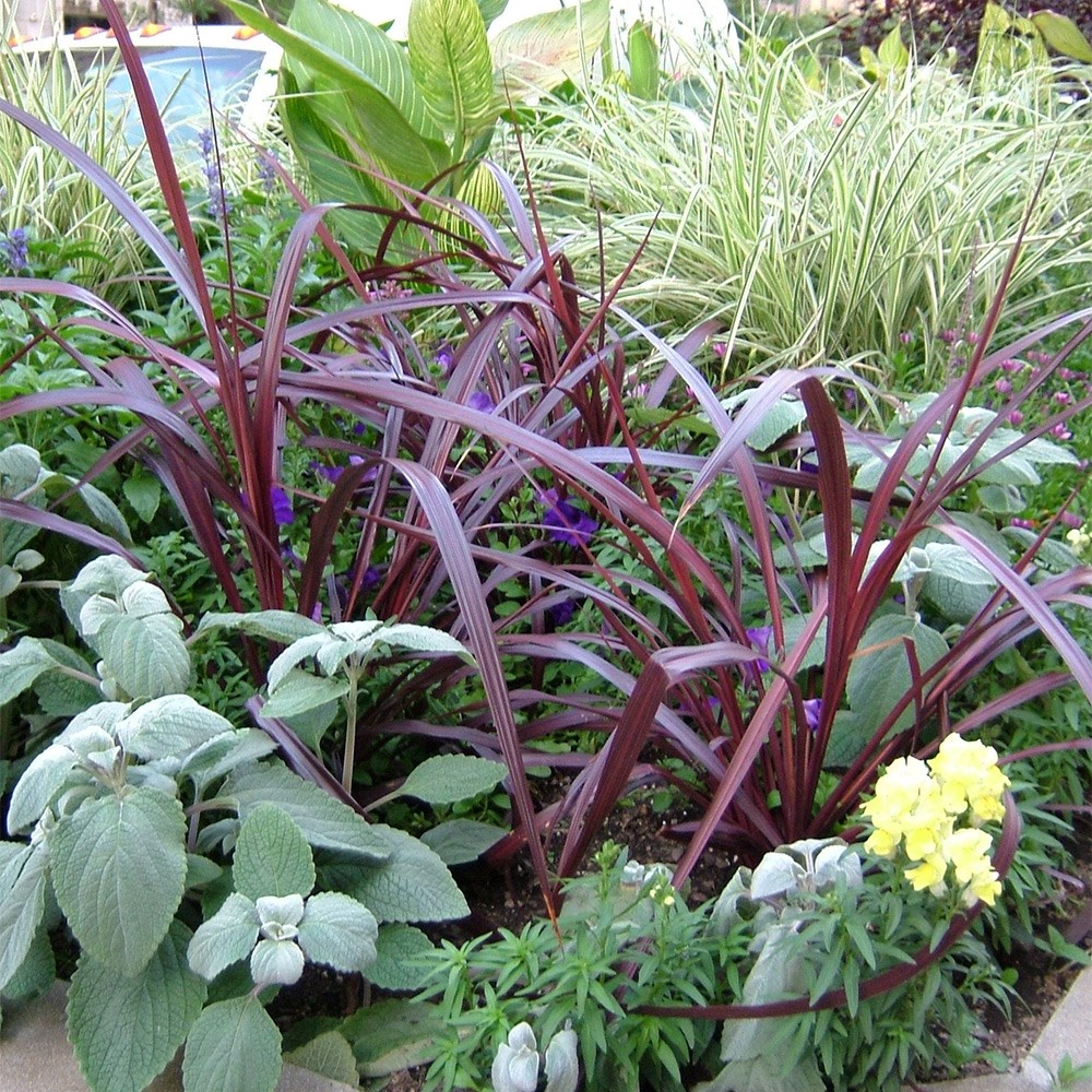 <i>Cordyline</i> 'Burgundy Festival' (PBR)