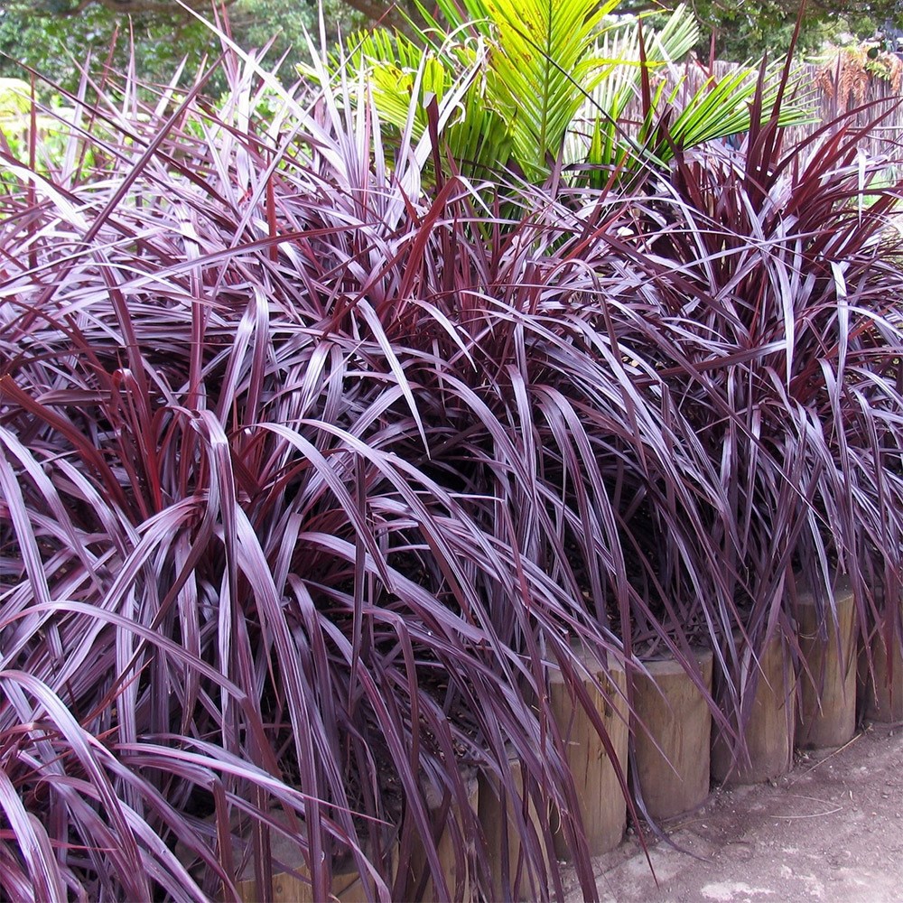 <i>Cordyline</i> 'Burgundy Festival' (PBR)