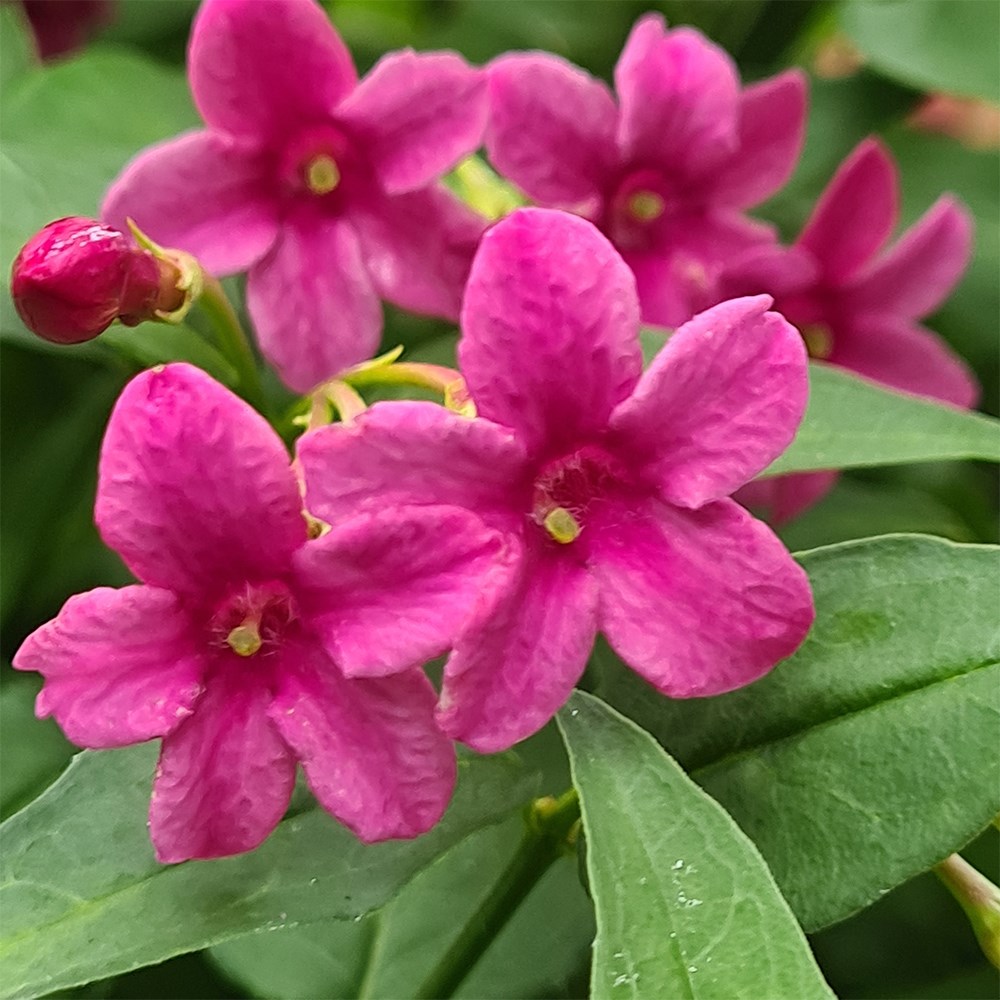 <i>Jasminum</i> × <i>stephanense</i> 'Starry Starry Pink Lady' (PBR)