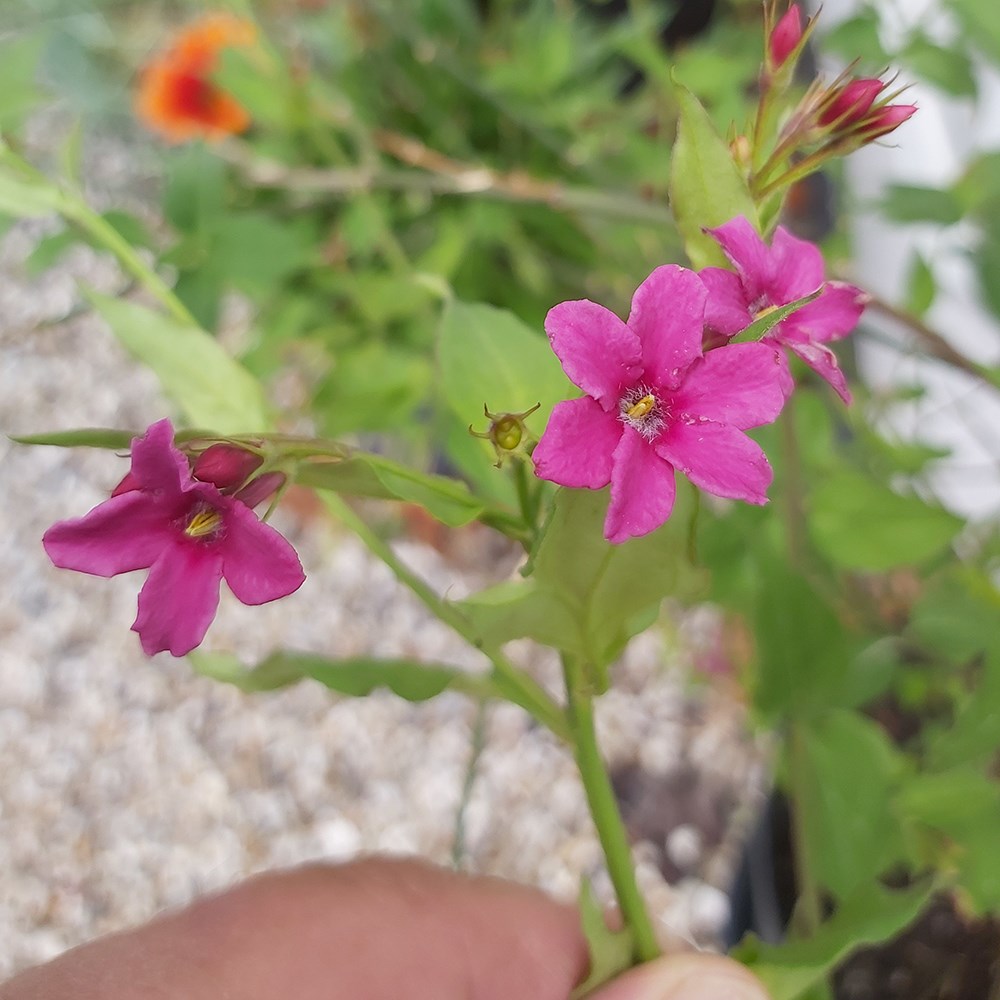 <i>Jasminum</i> × <i>stephanense</i> 'Starry Starry Pink Lady' (PBR)