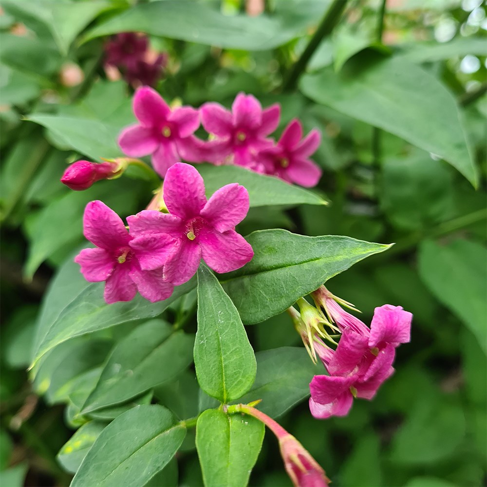 <i>Jasminum</i> × <i>stephanense</i> 'Starry Starry Pink Lady' (PBR)