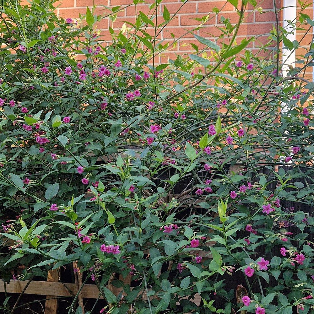 <i>Jasminum</i> × <i>stephanense</i> 'Starry Starry Pink Lady' (PBR)