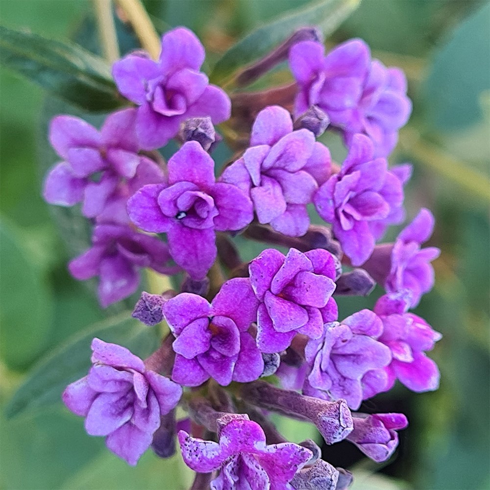 <i>Buddleja lindeyana</I> 'Floral Fanfare' (PBR)