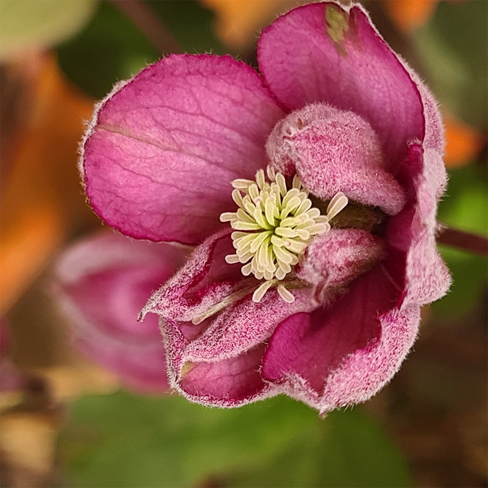 <i>Clematis</i> 'Double Truffle Raspberry'