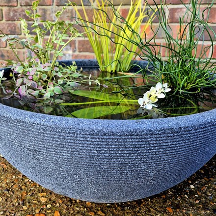 Pond in a pot - complete with plants