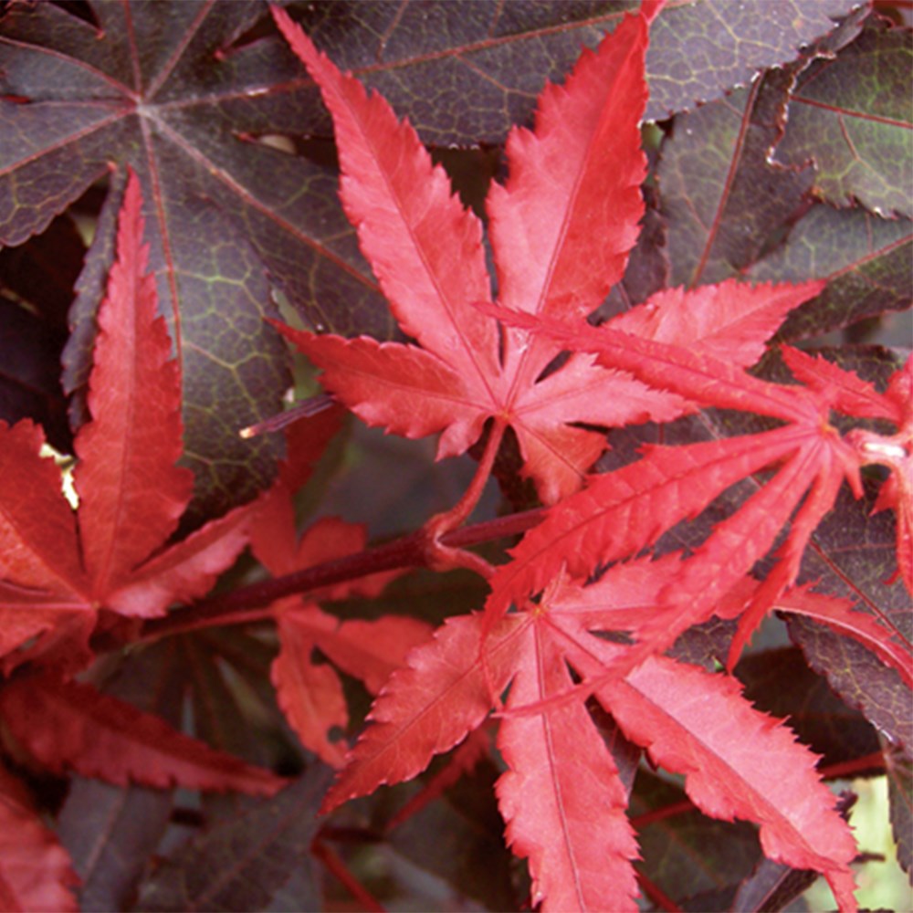 <i>Acer palmatum</i> 'Skeeter's Broom'