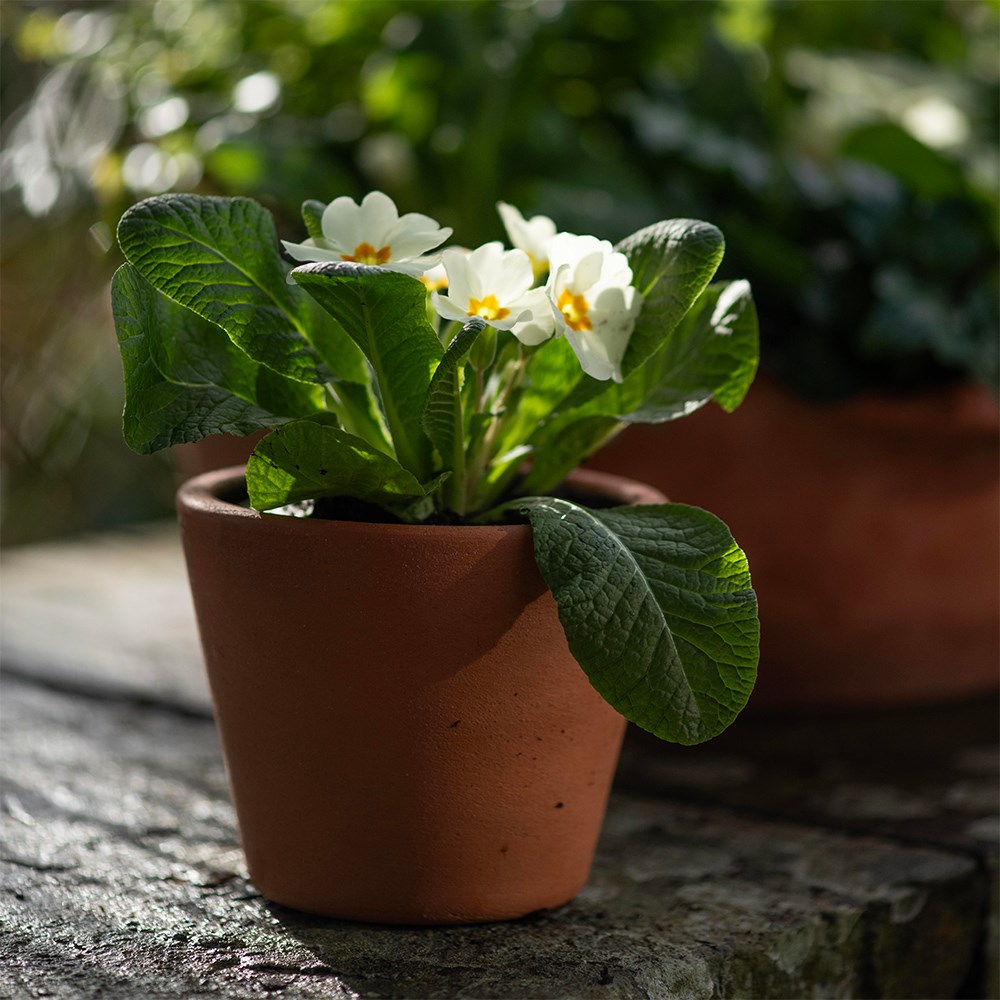 <i>Mother’s day primula & terraco</i> 
