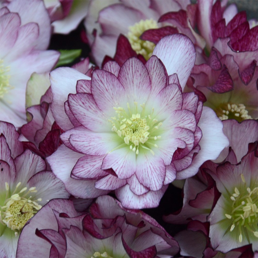 <i>Helleborus</i> × <i>hybridus</i> 'Blushing Bridesmaid' (Wedding Party Series)