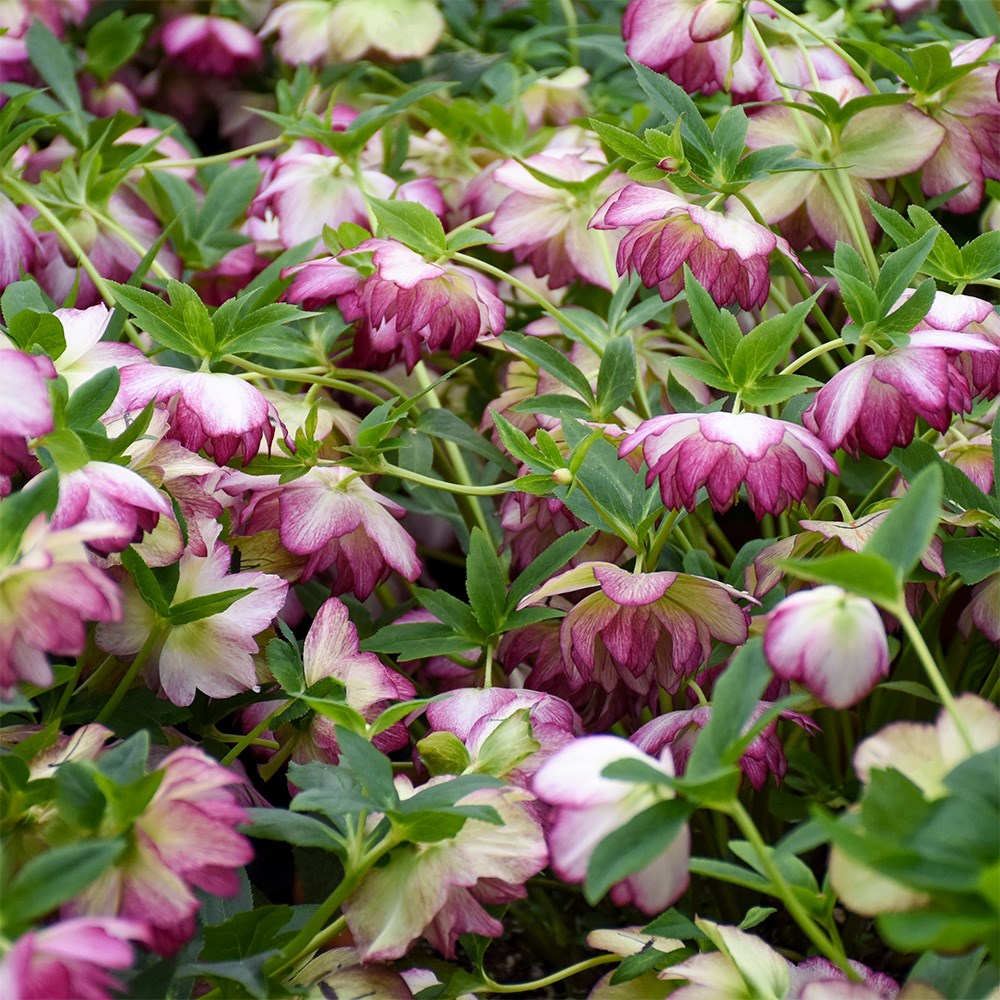 <i>Helleborus</i> × <i>hybridus</i> 'Blushing Bridesmaid' (Wedding Party Series)