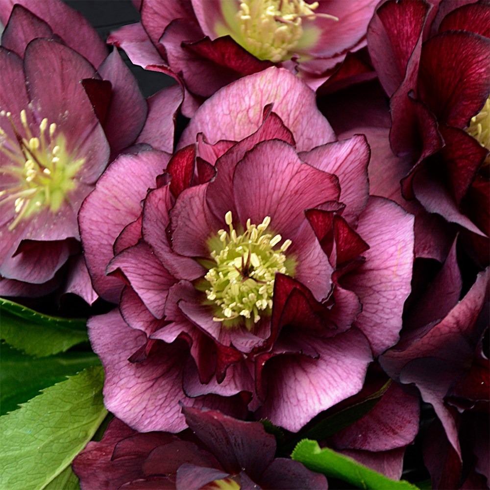 <i>Helleborus</i> × <i>hybridus</i> 'True Love' (Wedding Party Series)