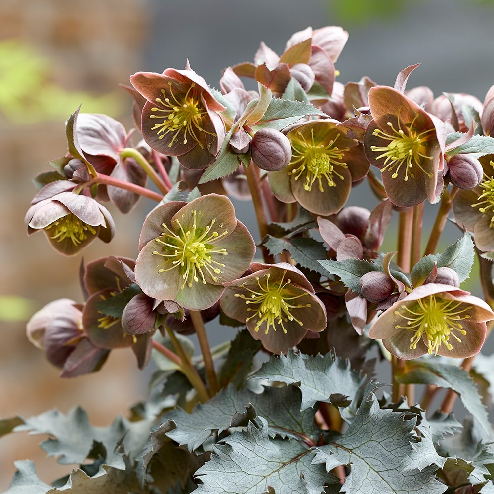 <i>Helleborus</i> × <i>nigercors</i> 'The Rockies Grand Teton'