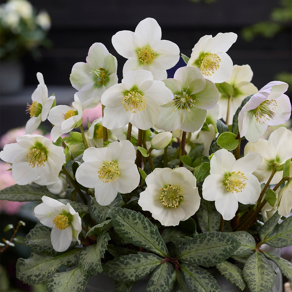 <i>Helleborus</i> × <i>nigercors</i> 'The Rockies Hollowtop Mountain'