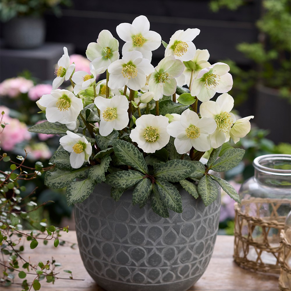 <i>Helleborus</i> × <i>nigercors</i> 'The Rockies Hollowtop Mountain'