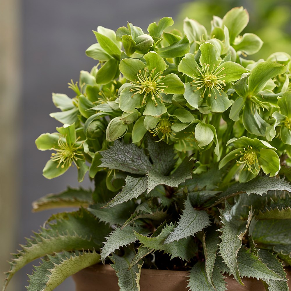 <i>Helleborus</i> × <i>nigercors</i> 'The Rockies Pike Peak'