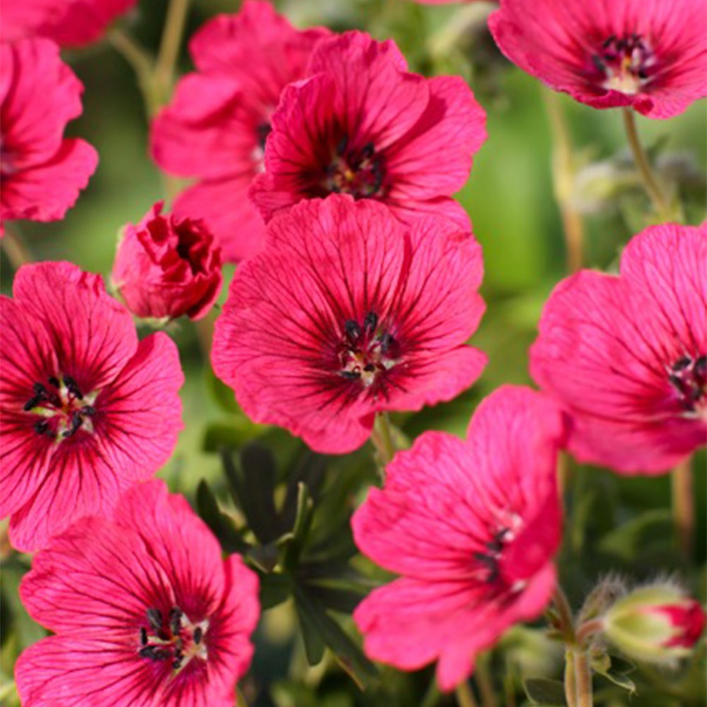 <i>Geranium</i> (Cinereum Group) <b class=small-caps>Jolly Jewel Raspberry</b> ('Noortjjrab)