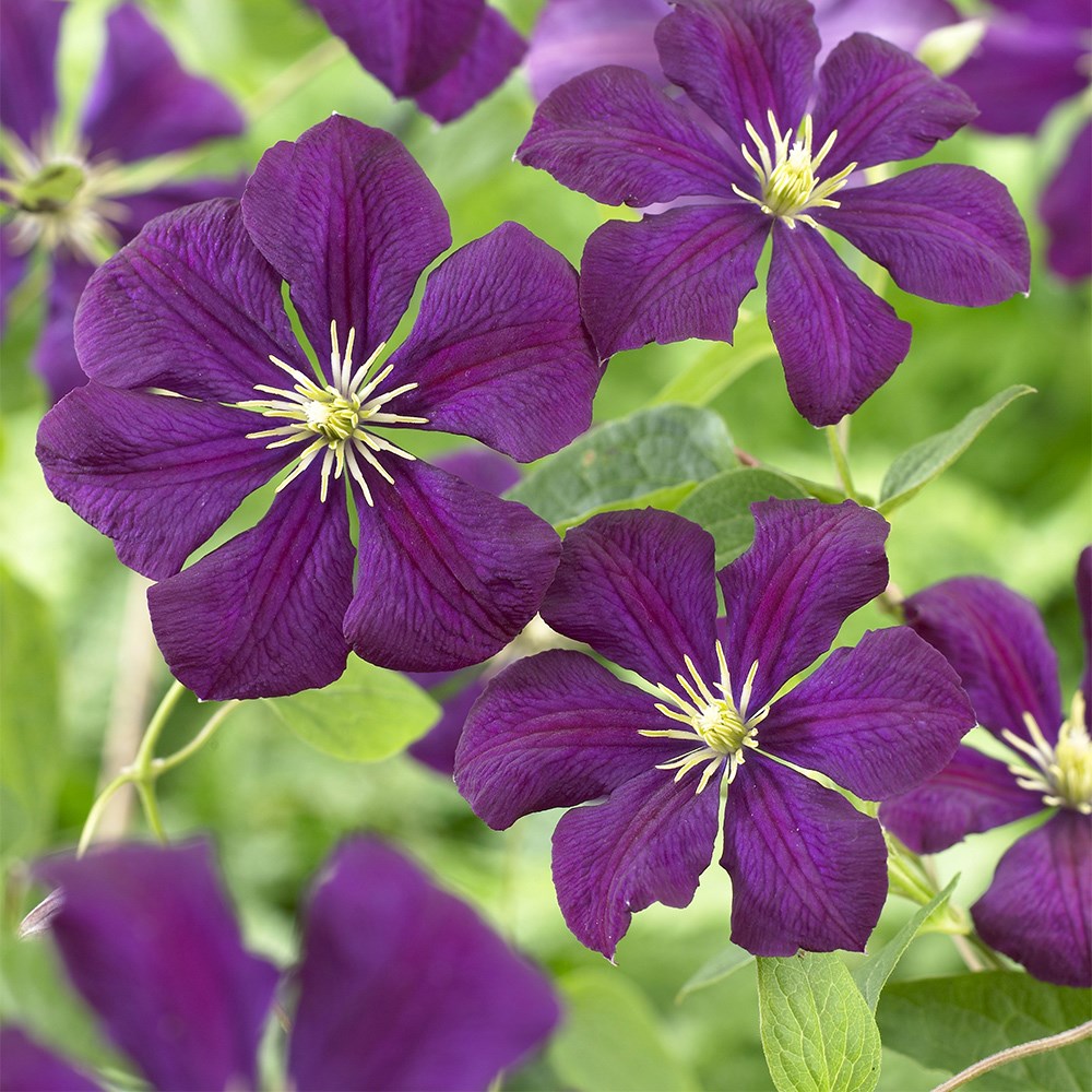 Award-winning late-summer flowering clematis collection