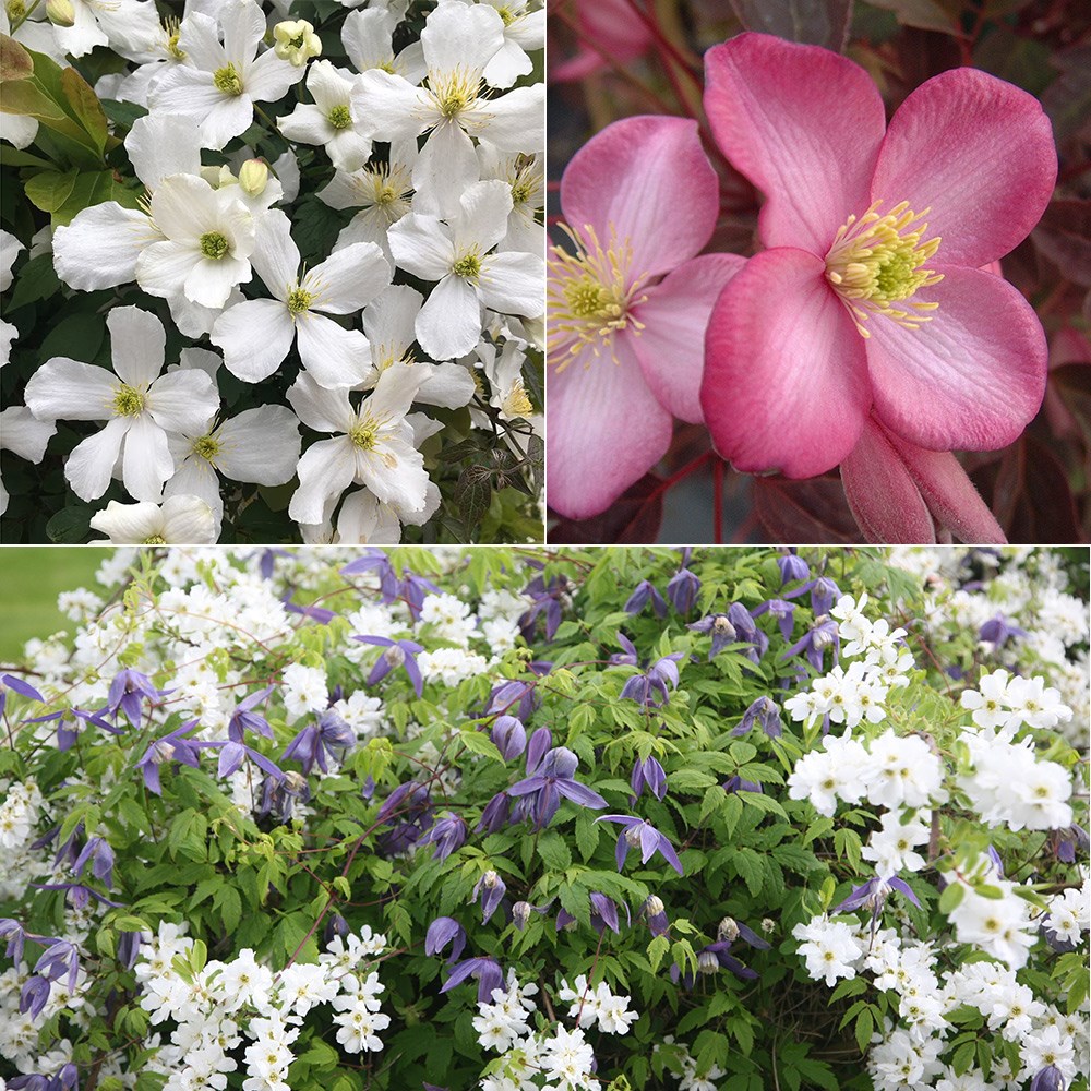 Award-winning spring flowering clematis collection