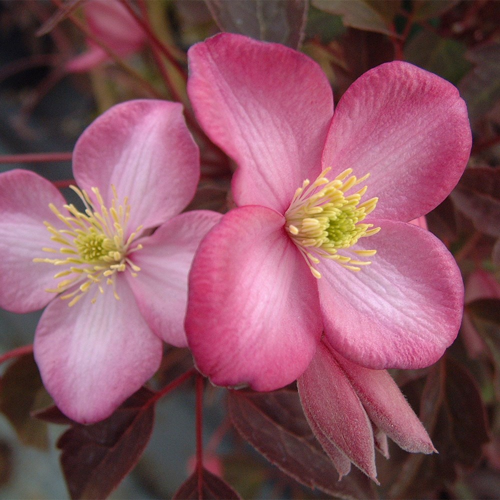 Award-winning spring flowering clematis collection