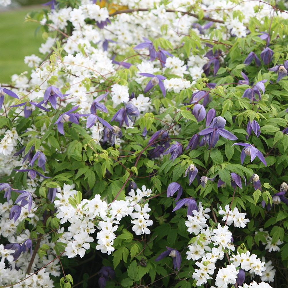 Award-winning spring flowering clematis collection