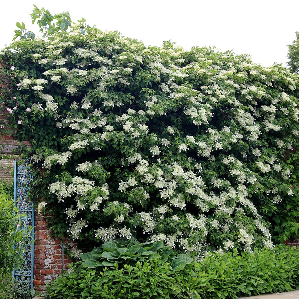 Award-winning wall shrub collection