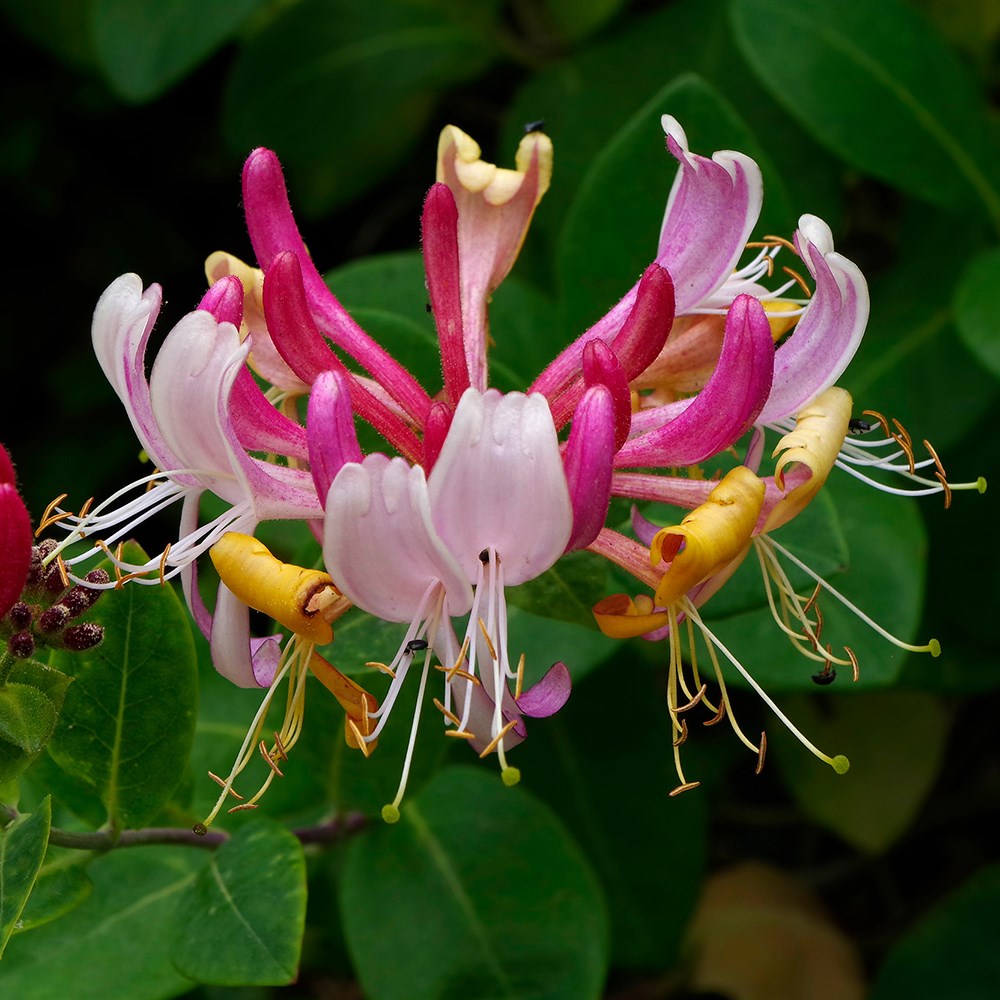 Award-winning honeysuckle collection