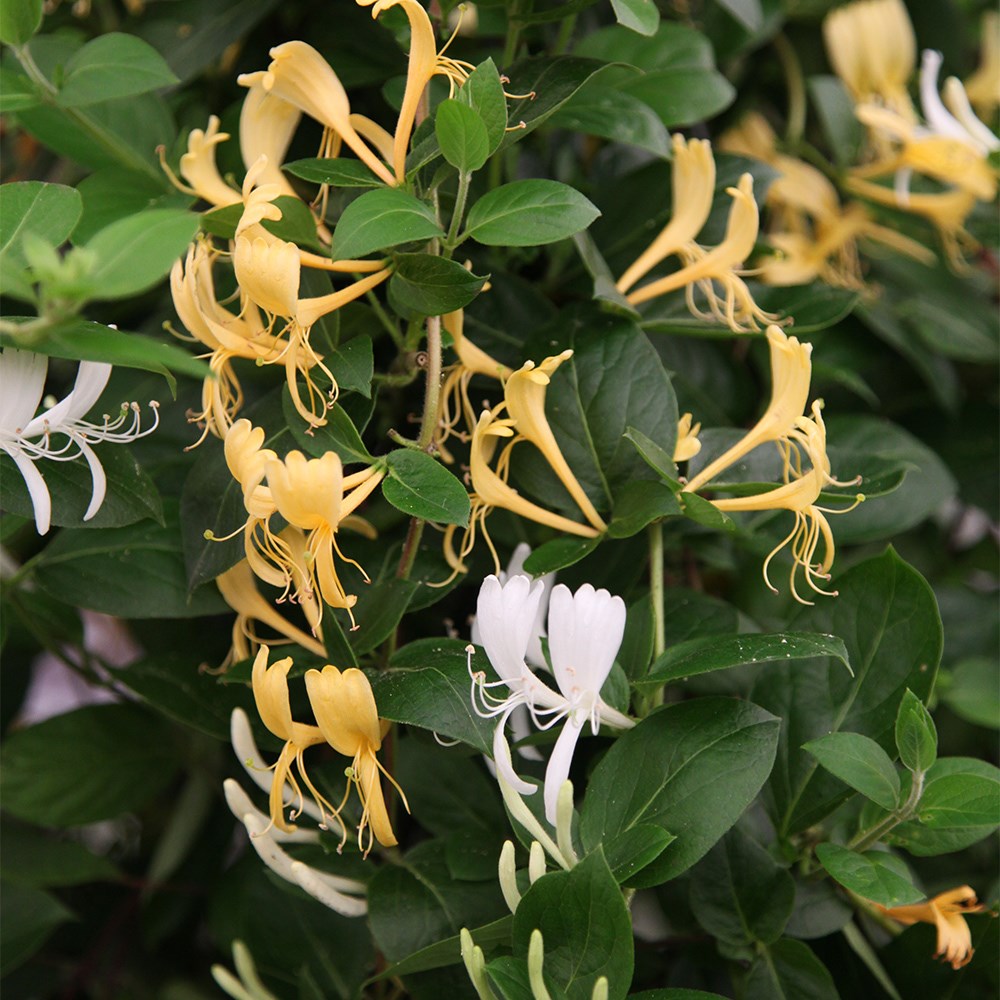 Award-winning honeysuckle collection