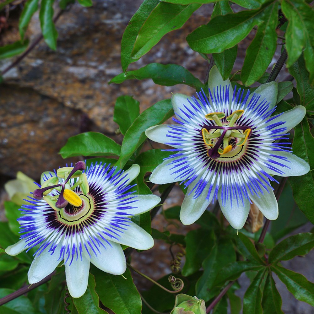 Passion flower collection