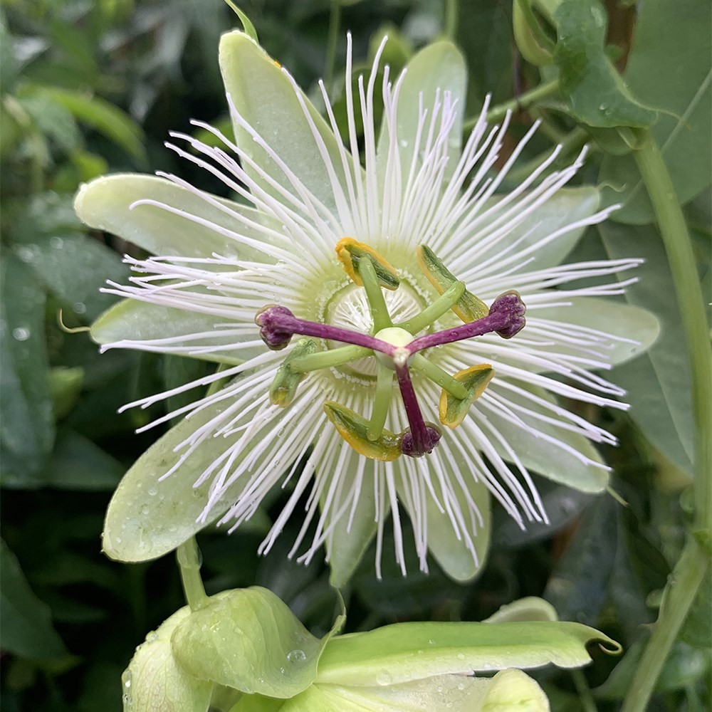 Passion flower collection