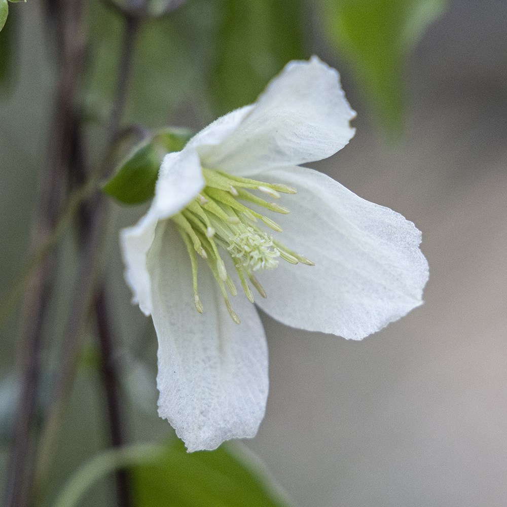 Winter flowering clematis collection