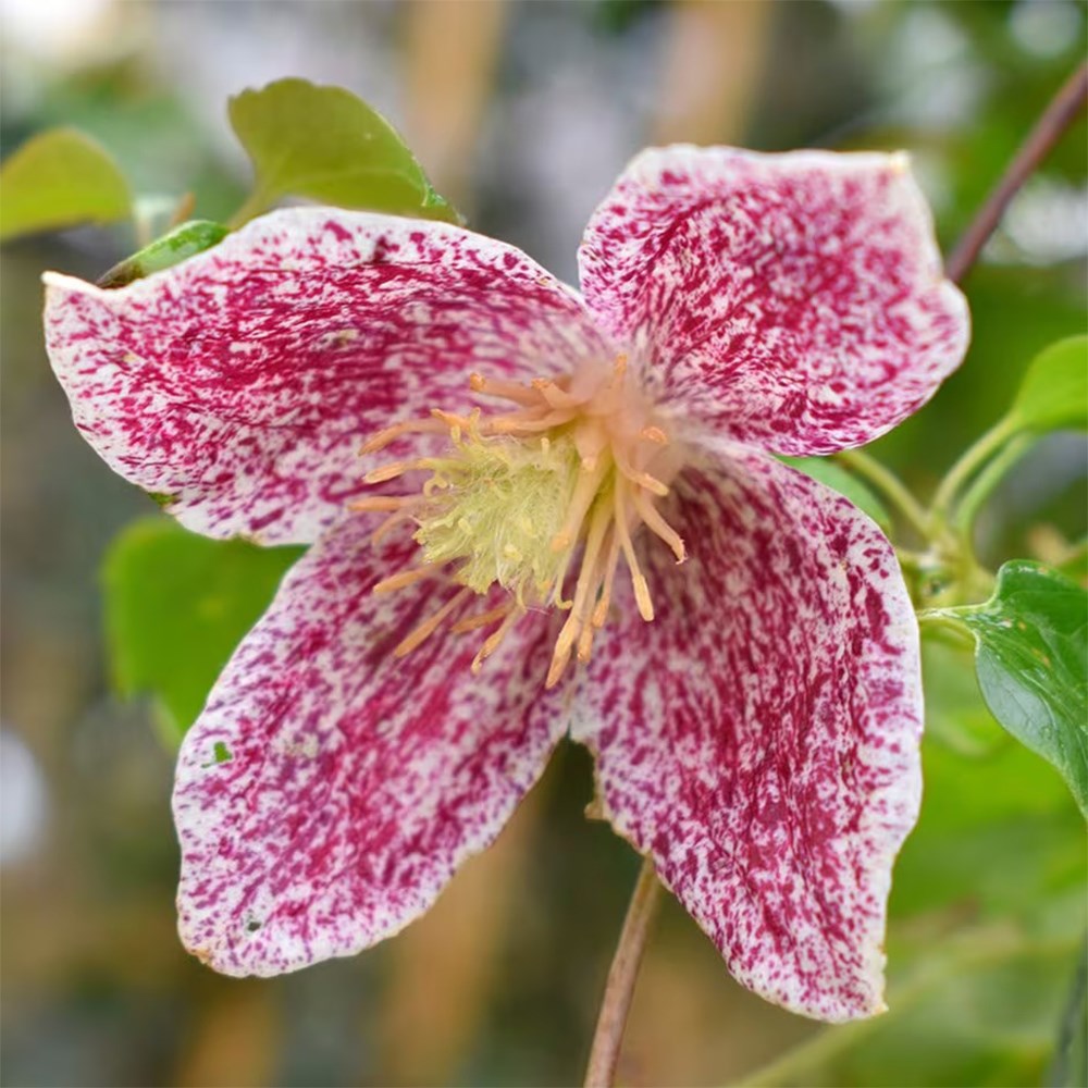 Winter flowering clematis collection