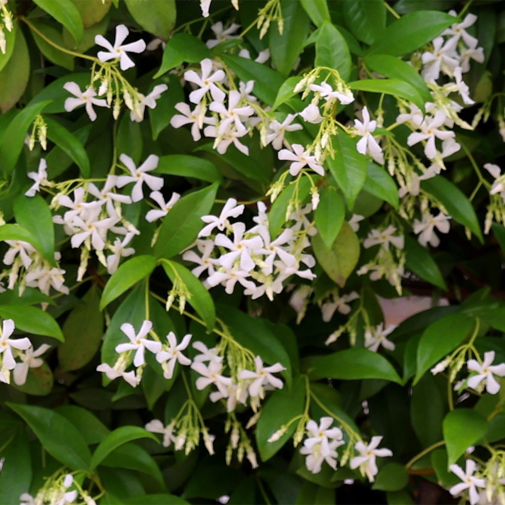 Award-winning fragrant climber collection