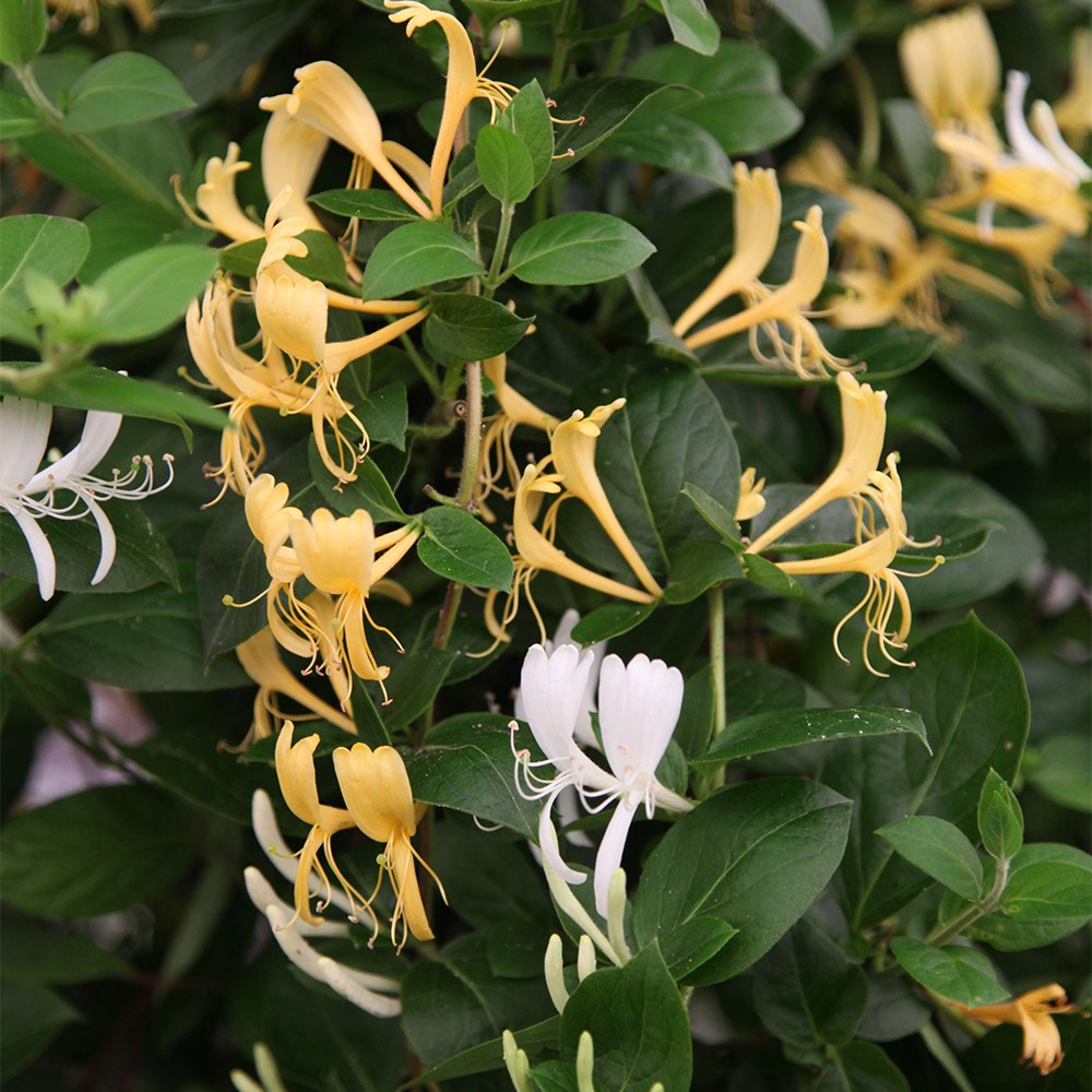 Award-winning fragrant climber collection