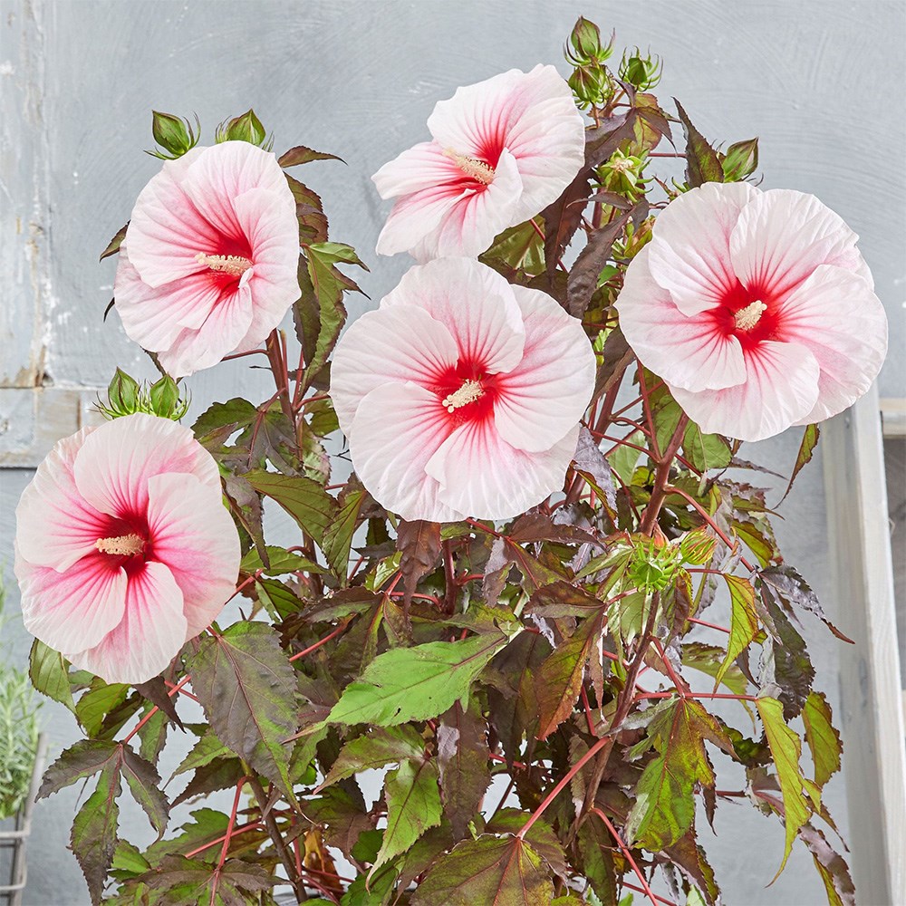 <i>Hibiscus moscheutos</i> <b class=small-caps>Carousel Pink Candy</b> (Tahi12') (PBR)