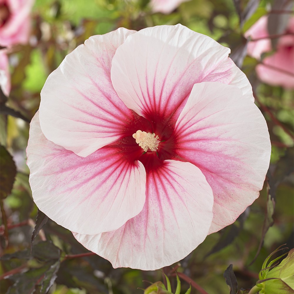 <i>Hibiscus moscheutos</i> <b class=small-caps>Carousel Pink Candy</b> (Tahi12') (PBR)