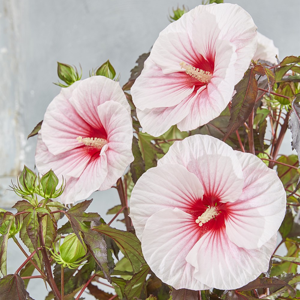 <i>Hibiscus moscheutos</i> <b class=small-caps>Carousel Pink Candy</b> (Tahi12') (PBR)