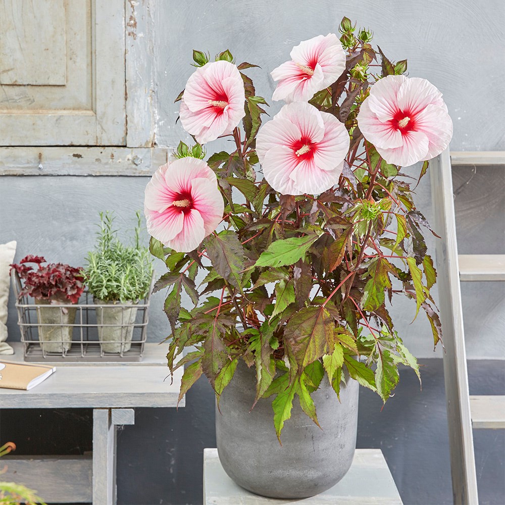 <i>Hibiscus moscheutos</i> <b class=small-caps>Carousel Pink Candy</b> (Tahi12') (PBR)