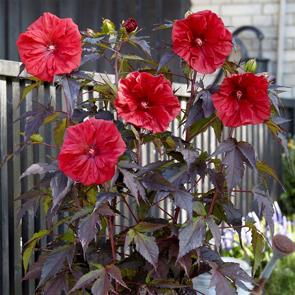 <i>Hibiscus moscheutos</i> <b class=small-caps>Carousel Red Wine</b> (Tahi61') (PBR)