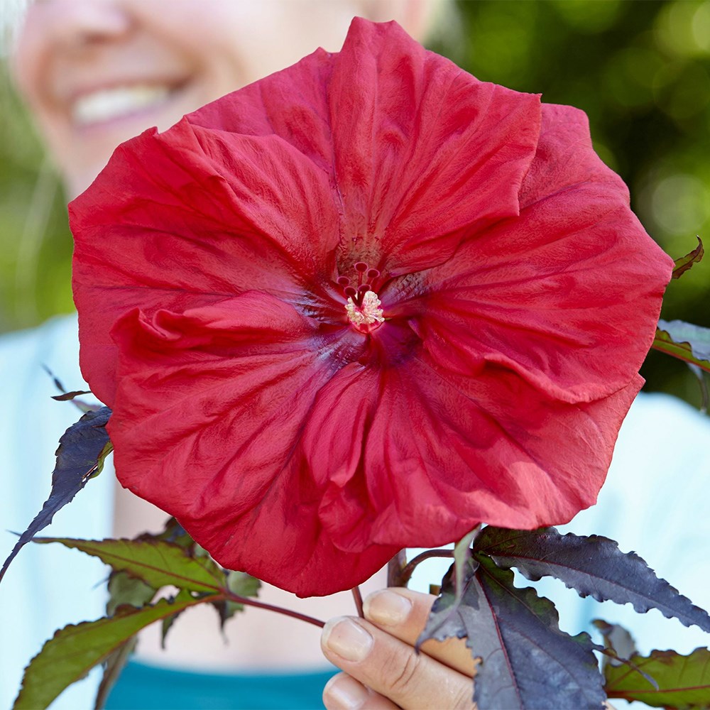 <i>Hibiscus moscheutos</i> <b class=small-caps>Carousel Red Wine</b> (Tahi61') (PBR)