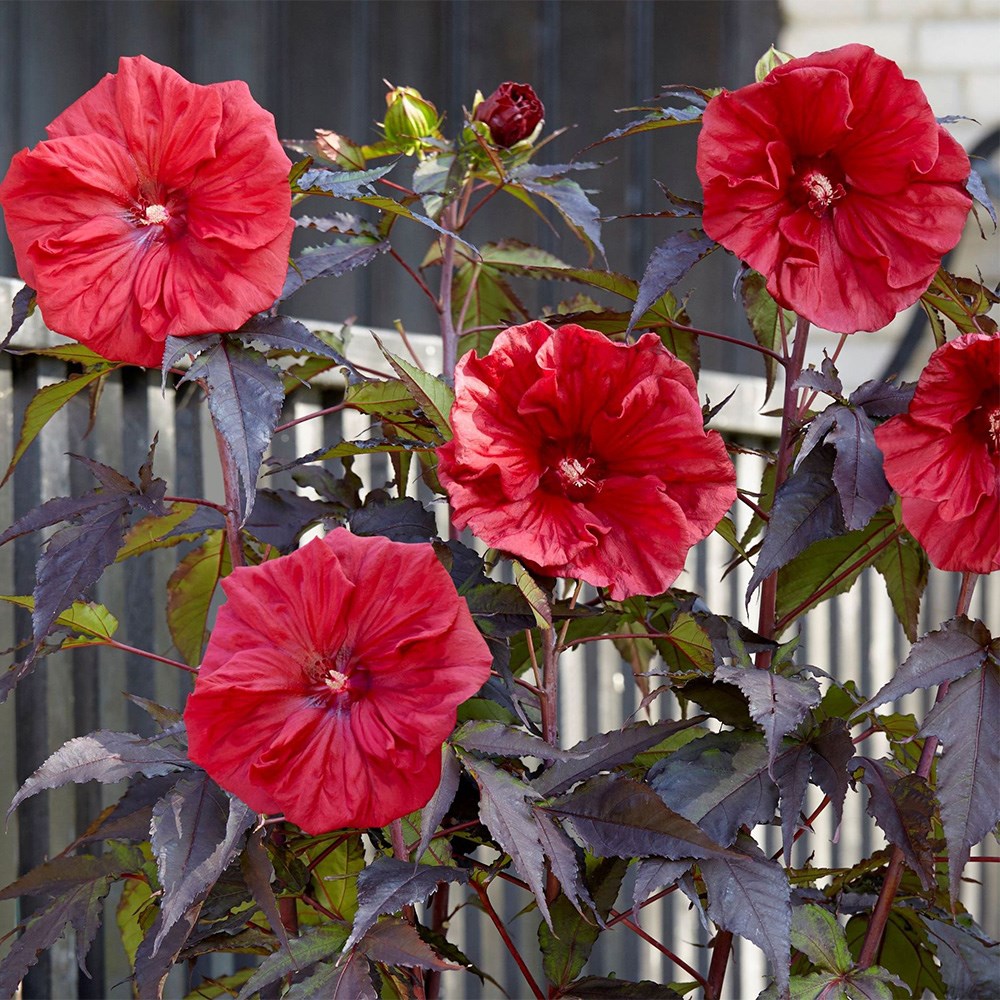 <i>Hibiscus moscheutos</i> <b class=small-caps>Carousel Red Wine</b> (Tahi61') (PBR)